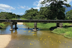 pg-20—-ducks-racing-to-the-finish.jpg