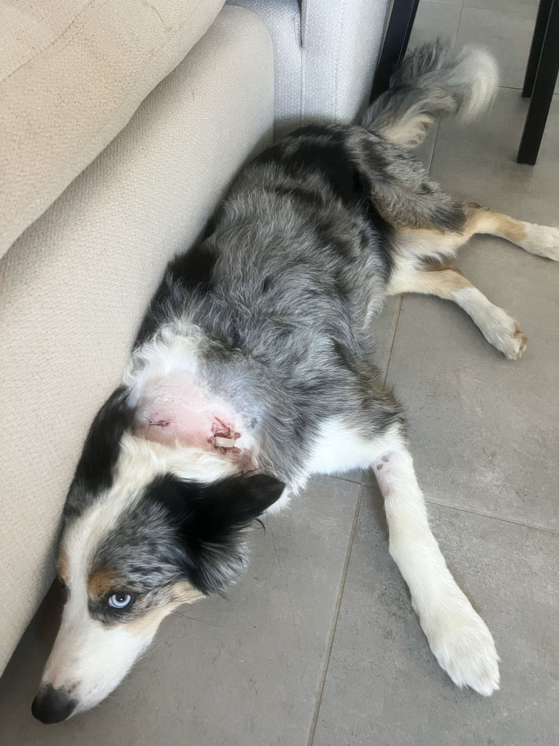 Finn suffered deep puncture wounds. Pictures: Supplied