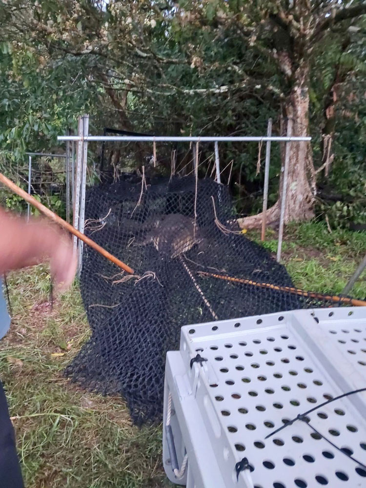 the crocodile is dragged into its holding pen before being taken away. Pictures: Department of the Environment, Tourism, Science and Innovation