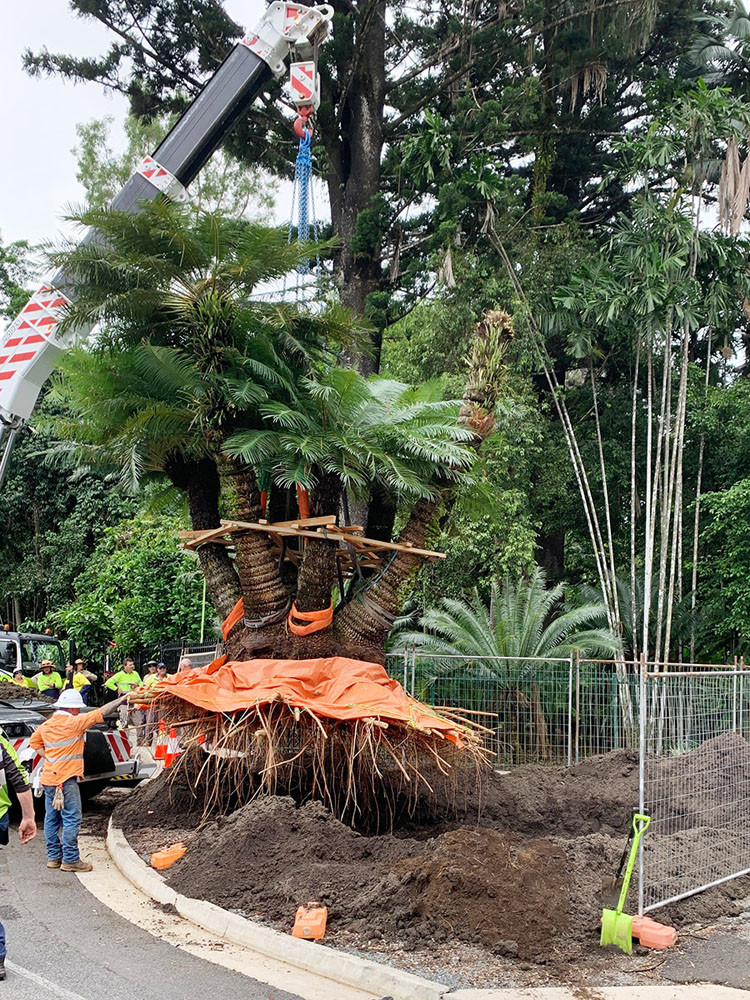 A 60-year-old cycad makes a grand statement at the botanic gardens, replacing a rotten weeping fig. Pictures: Cairns Regional Council