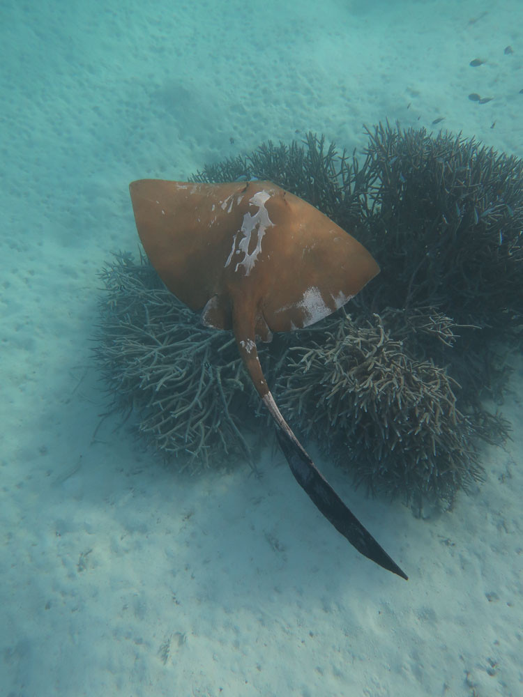 A cowtail stingray (Pastinachus atrus) swims over coral on the Great Barrier Reef. This species was assessed as Vulnerable globally. Photo credit: Colin Simpfendorfer.