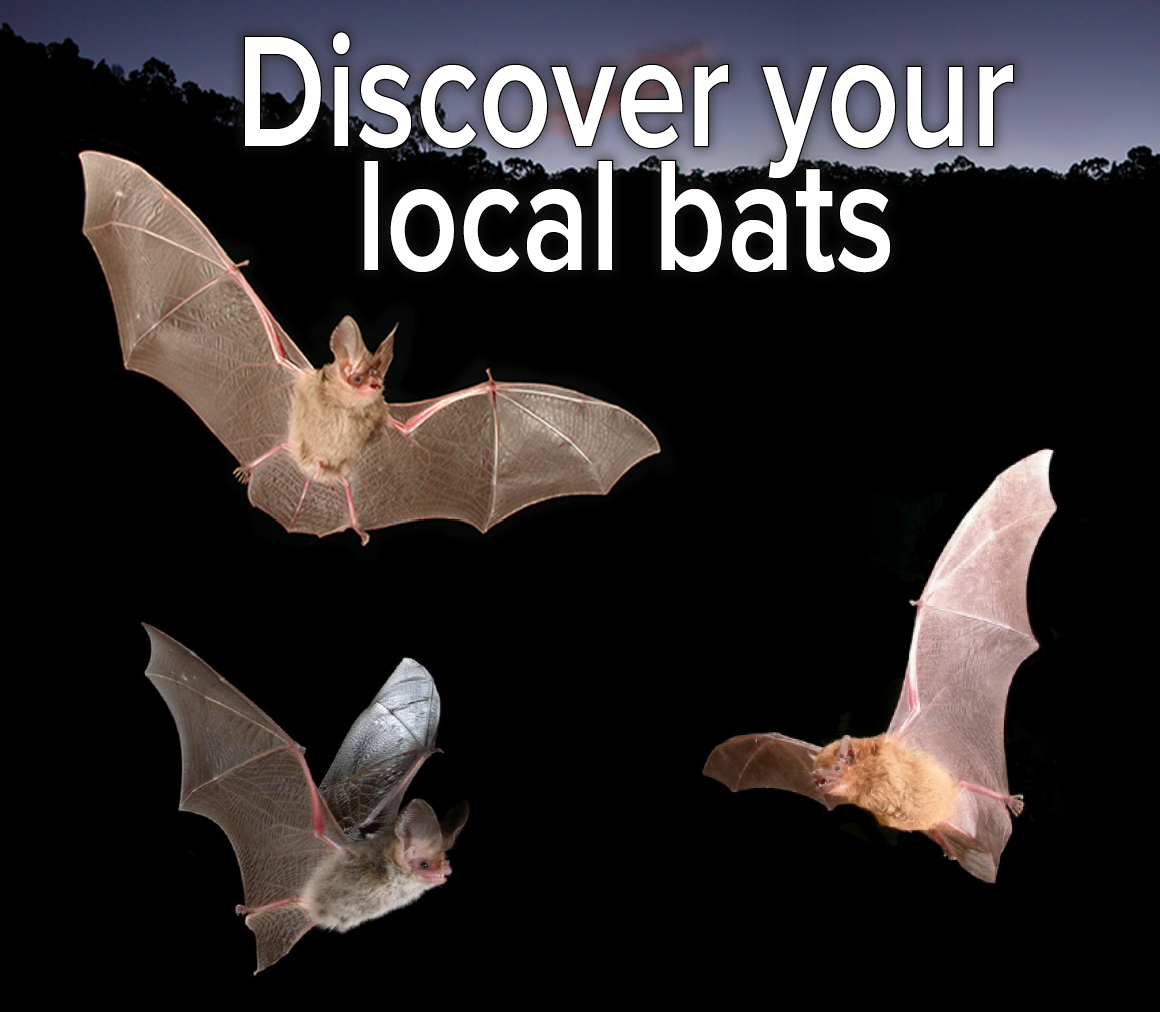 Discover your local bats