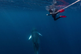 swimming-with-minke-whales—-web.jpg